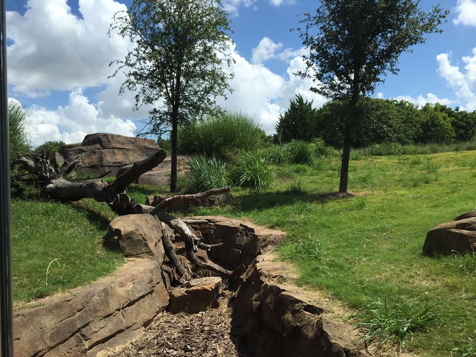 Gorillas of the African Forest- Superb