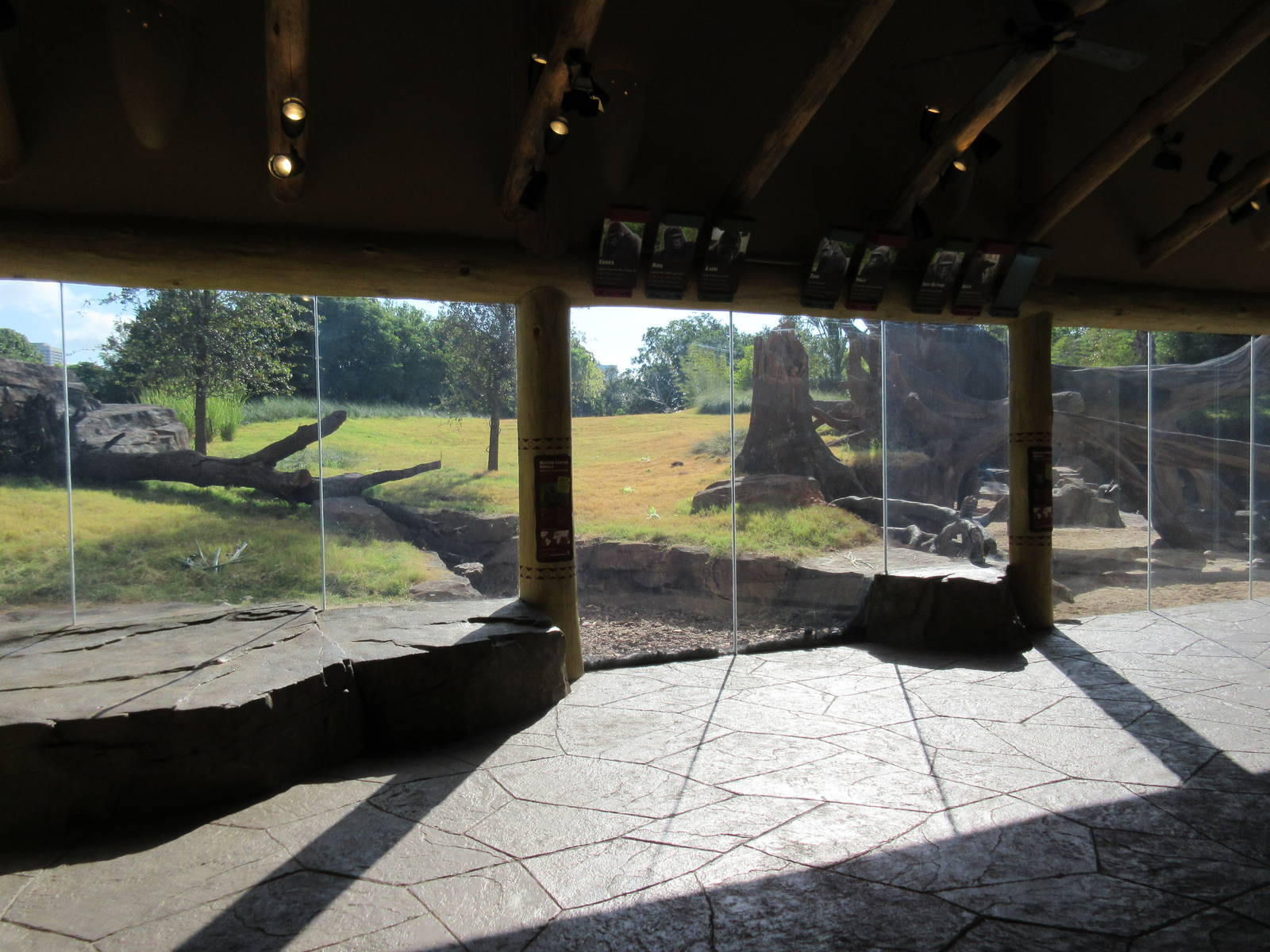 Gorillas of the African Forest