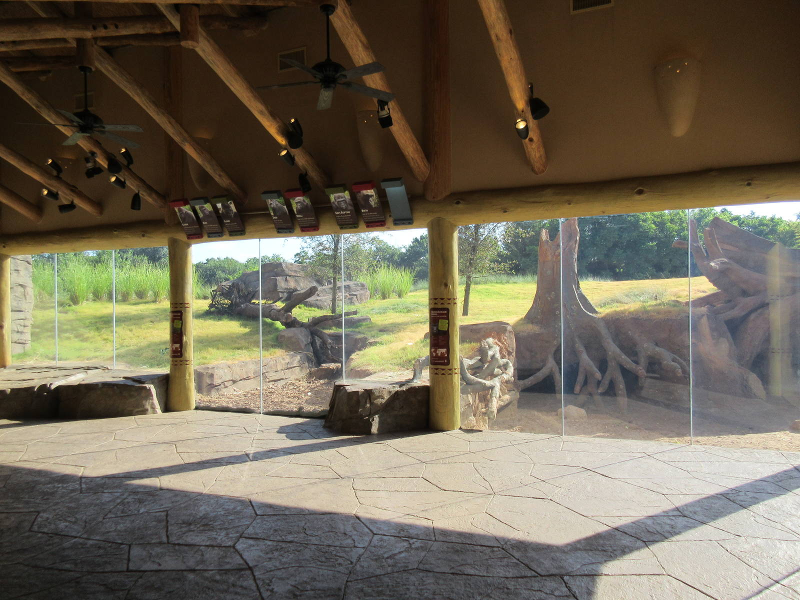 Gorillas of the African Forest