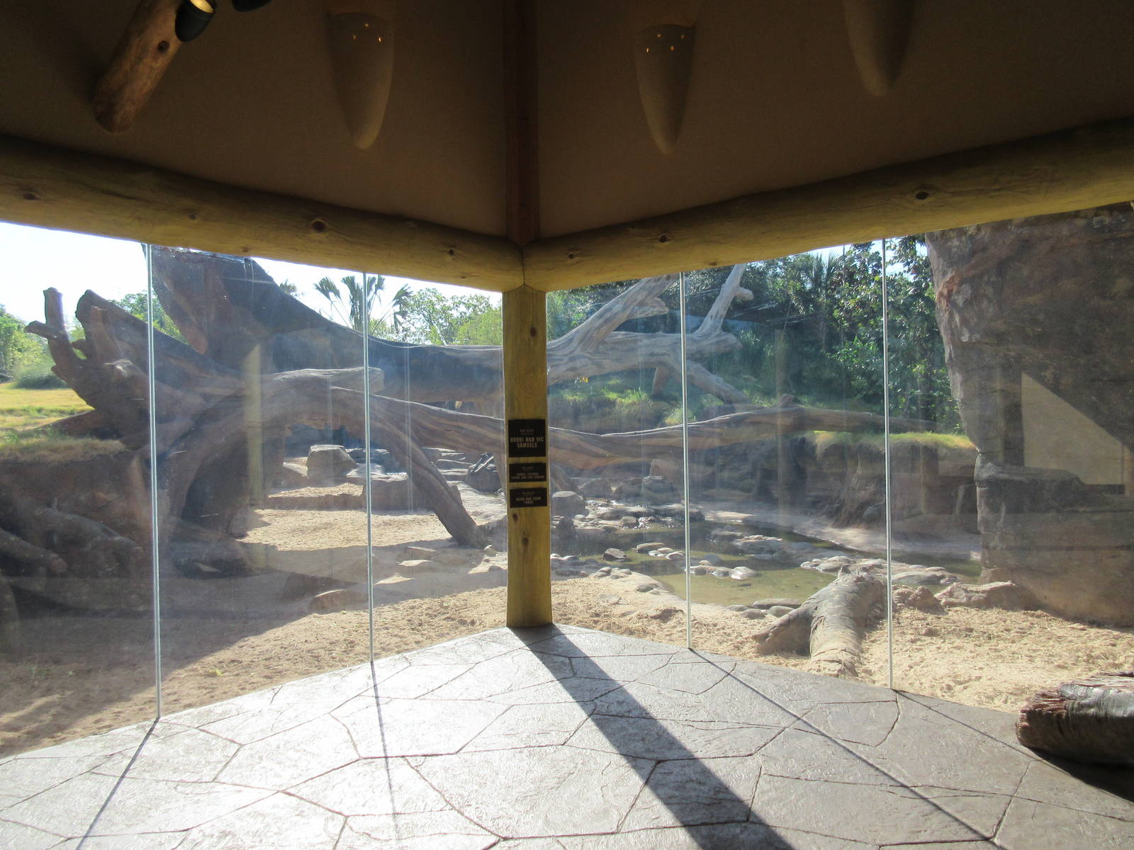 Gorillas of the African Forest