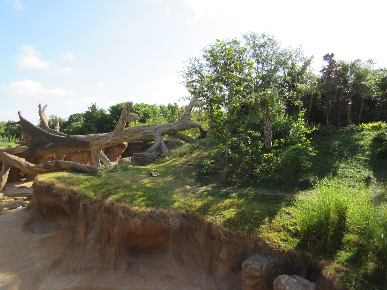 Gorillas of the African Forest