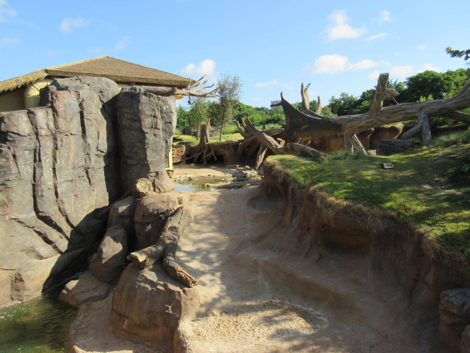 Gorillas of the African Forest