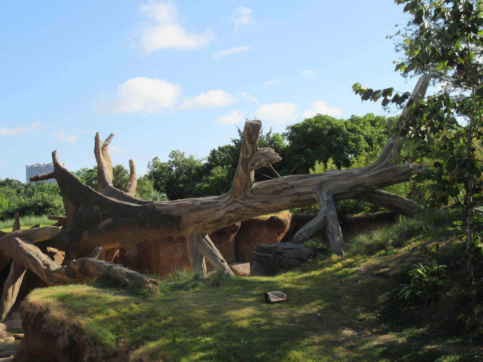 Gorillas of the African Forest