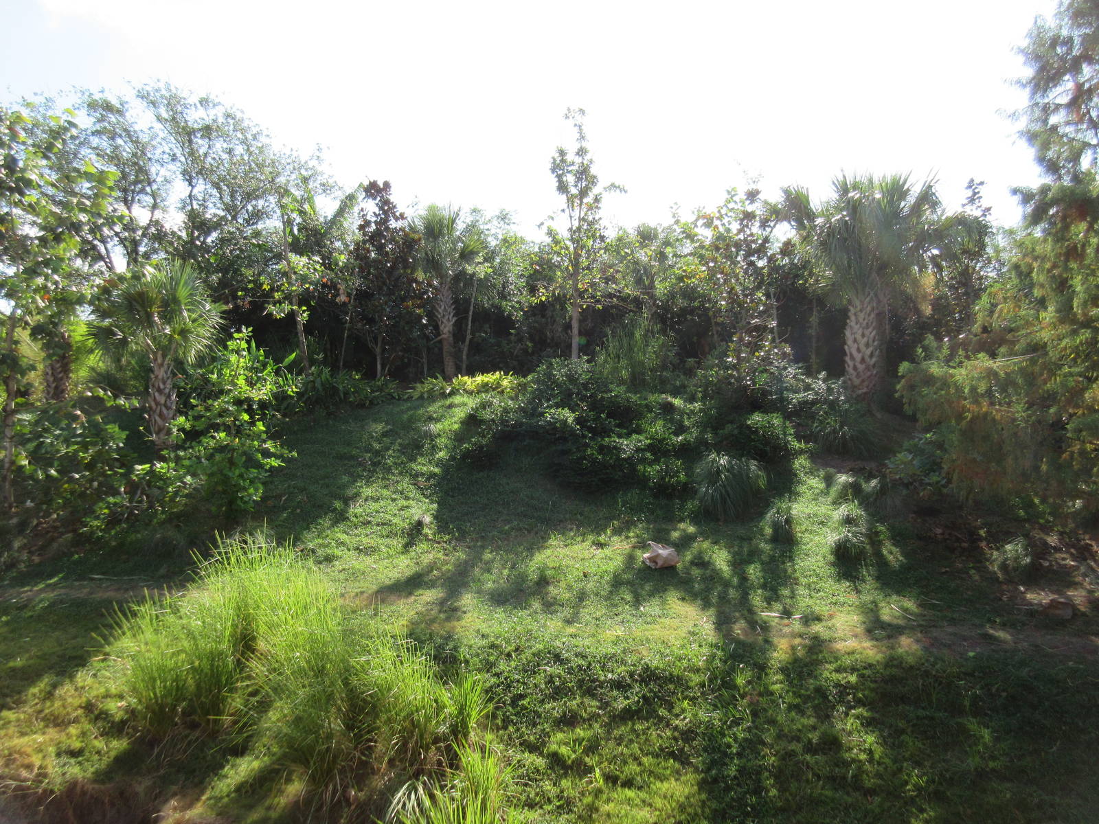 Gorillas of the African Forest