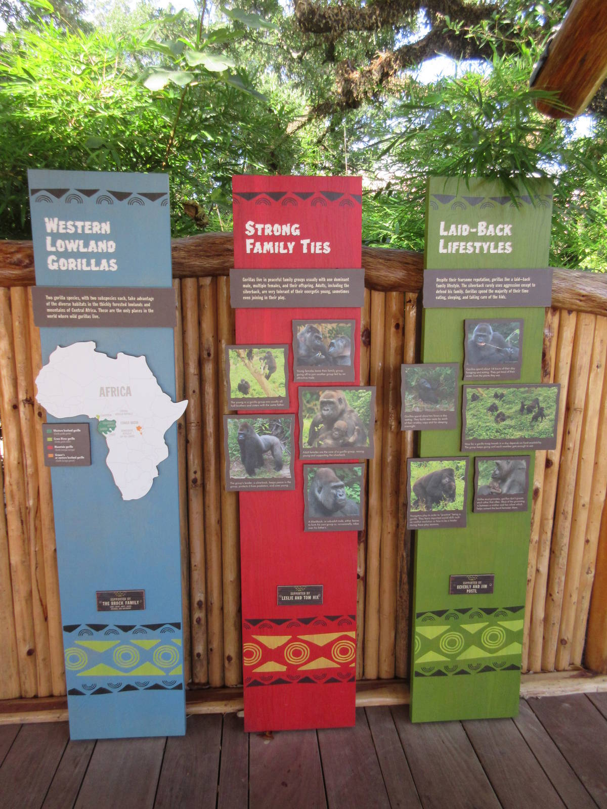 Gorillas of the African Forest