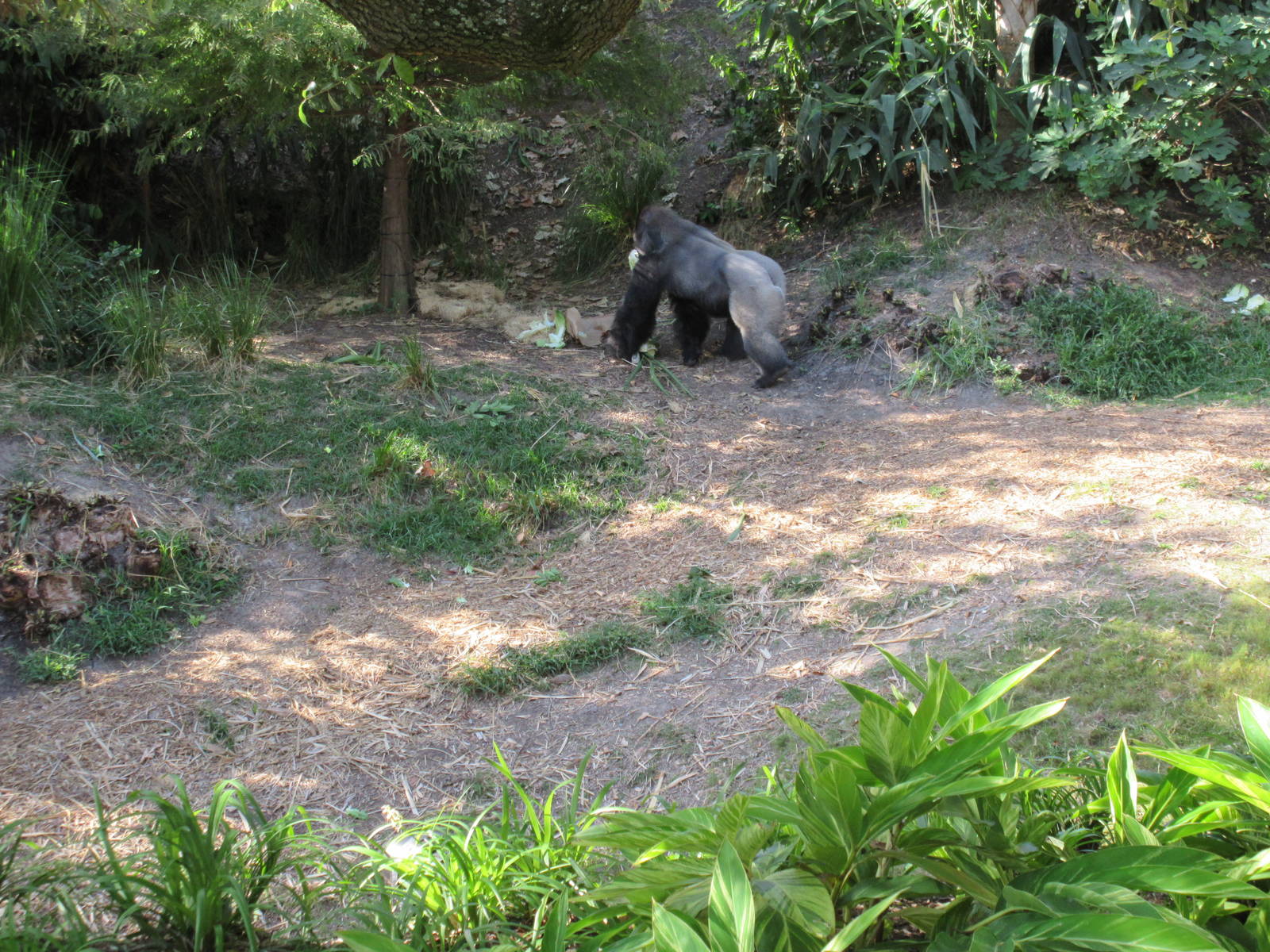 Gorillas of the African Forest