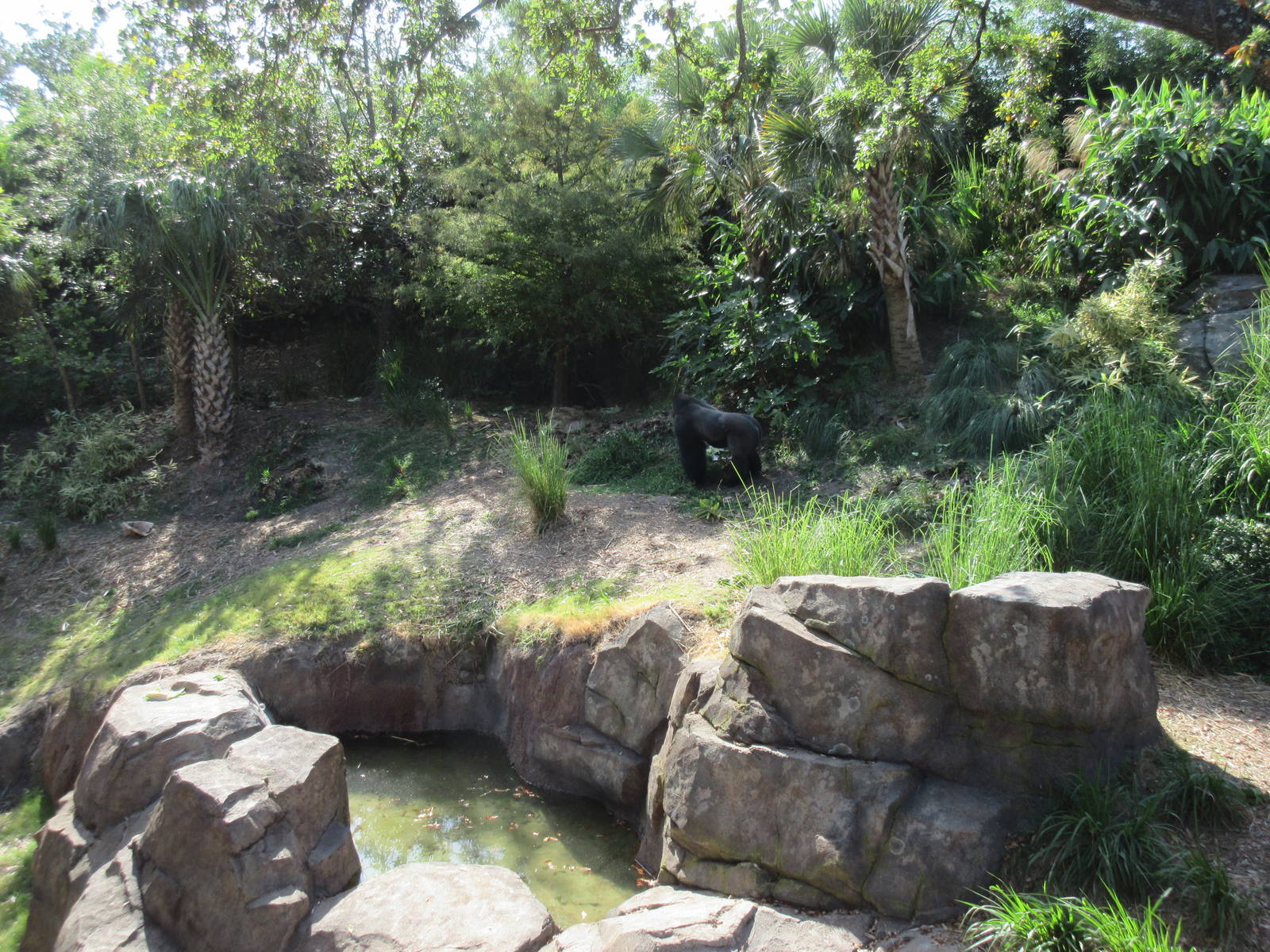 Gorillas of the African Forest