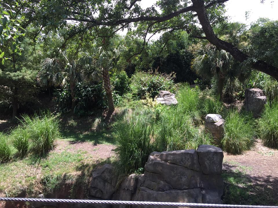 Gorillas of the African Forest