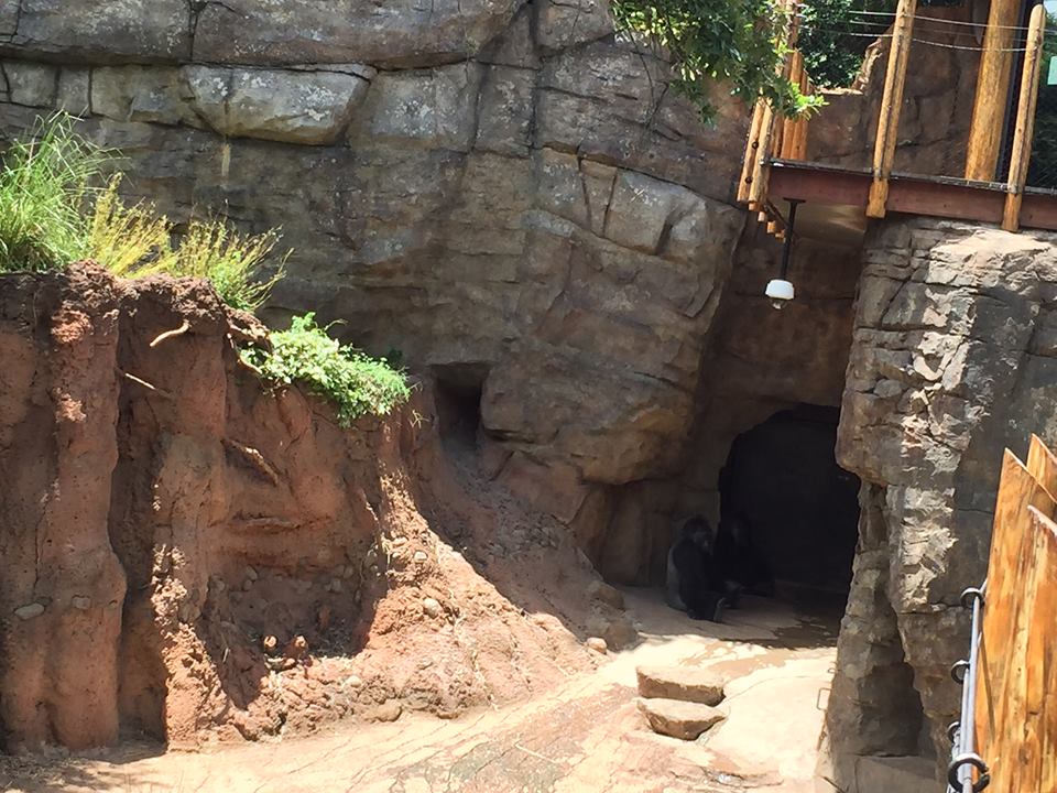 Gorillas of the African Forest