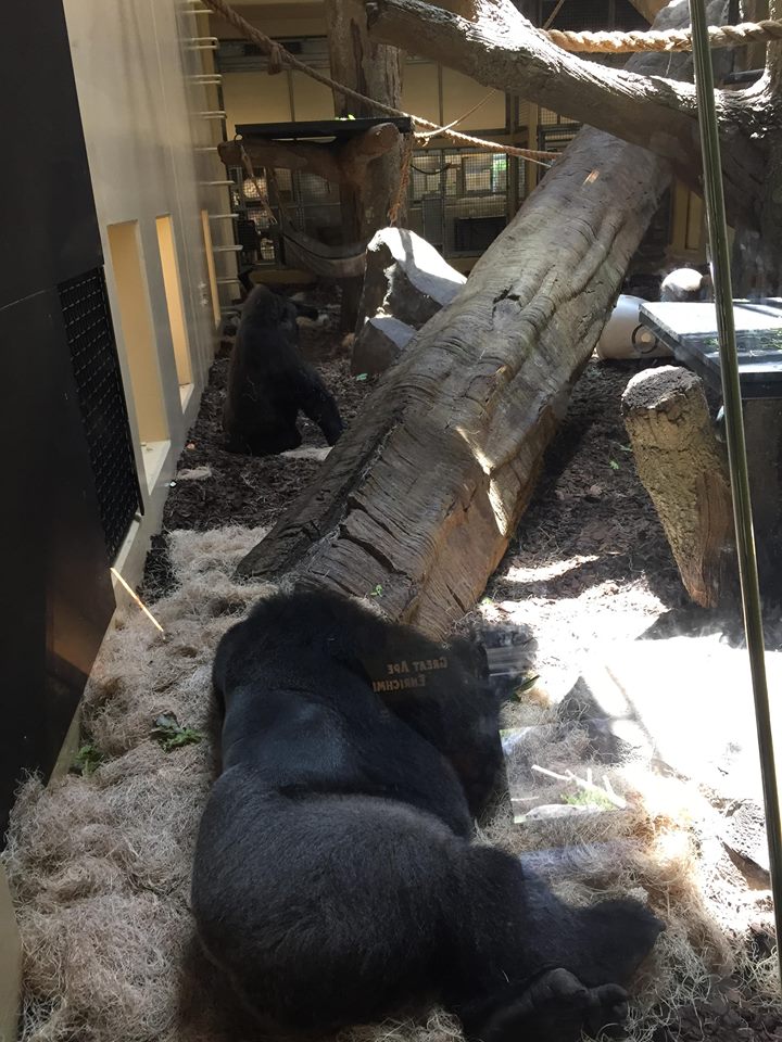 Gorillas of the African Forest