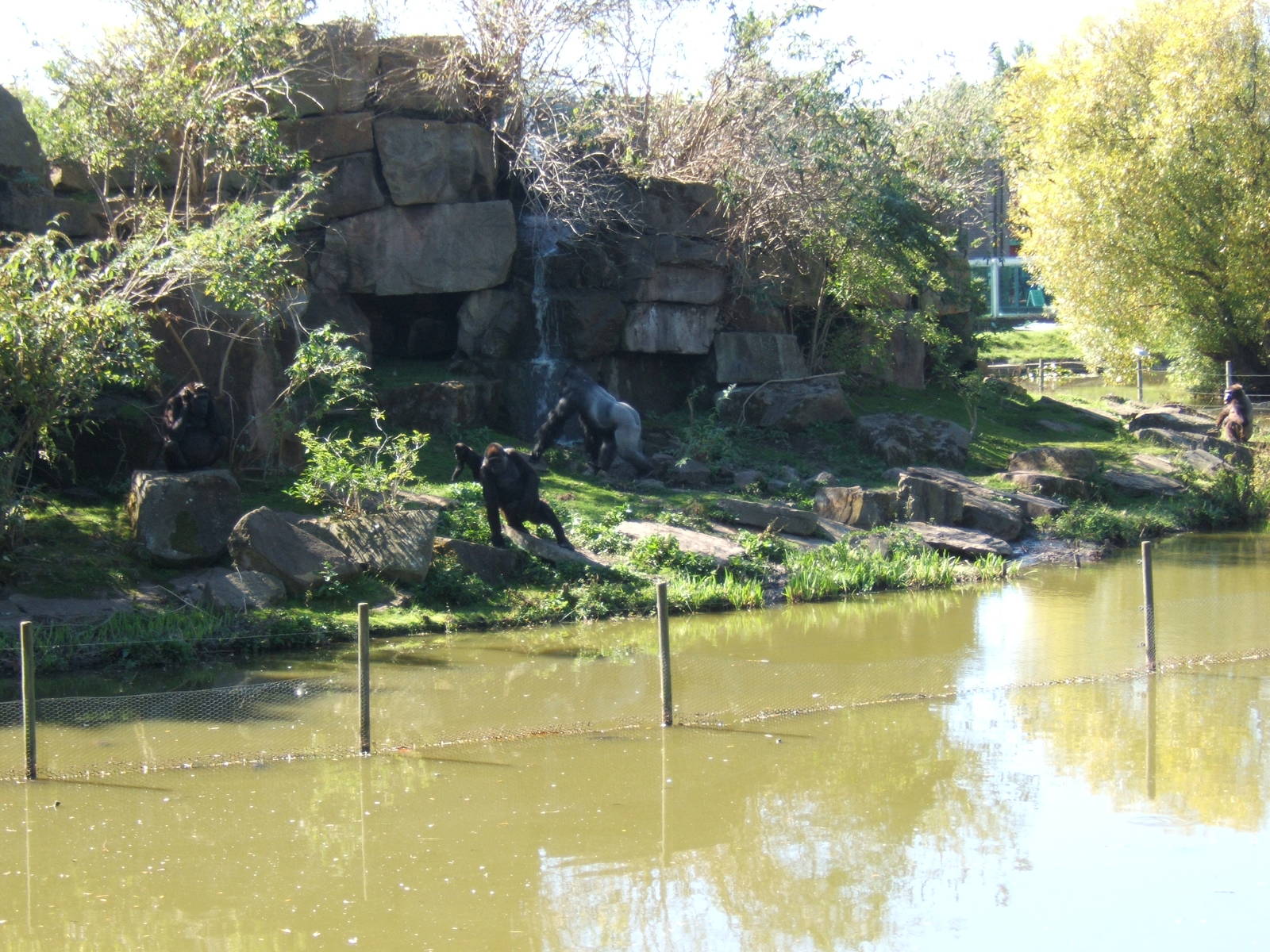 Gorillas on the Island