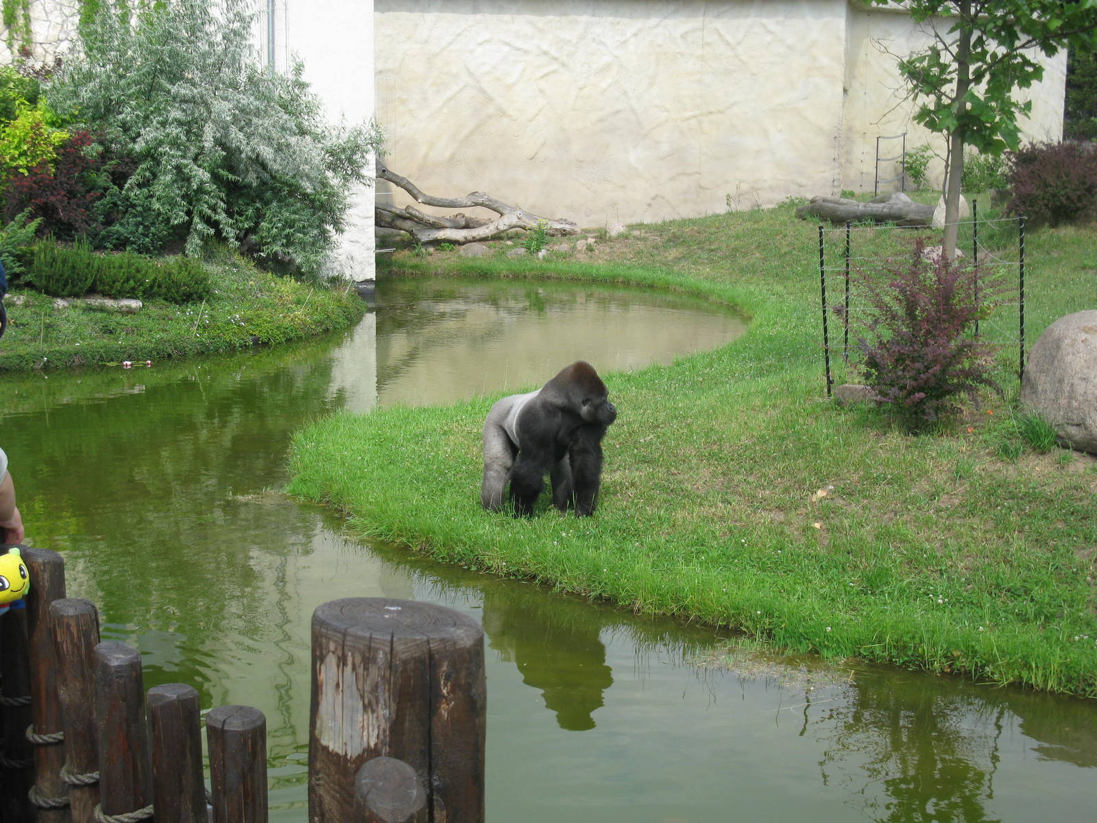 Gorilla's outdoor exhibit and Silverback M'tonge