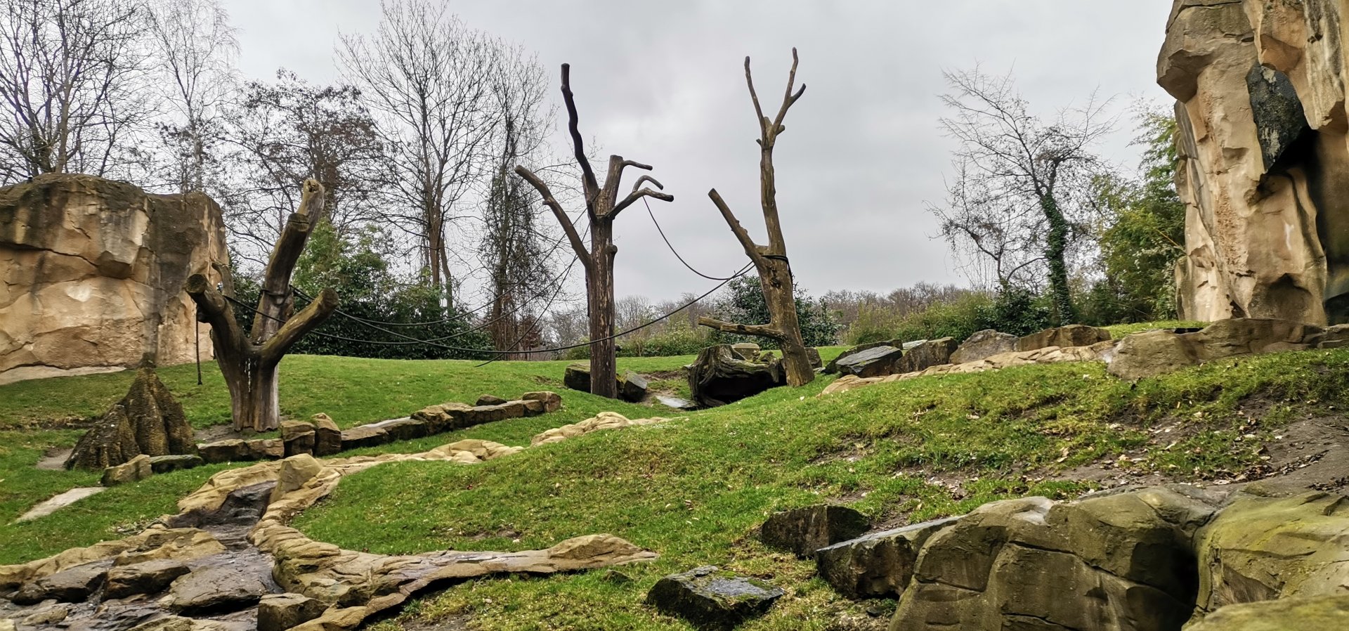 Gorilla's outdoor exhibit