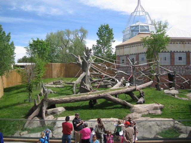 Gorilla's outdoor exhibit