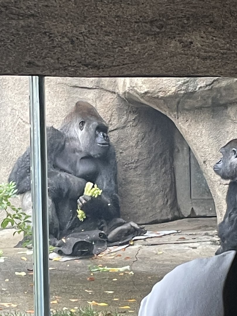 Gorillas (Outdoor Habitat)