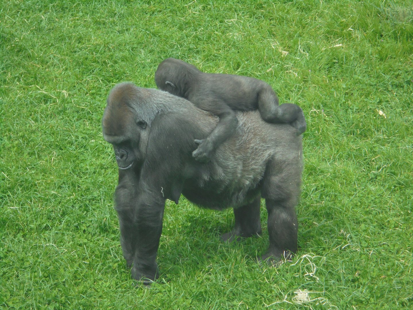 Gorillas 'Ozala' and son 'Shufai'.