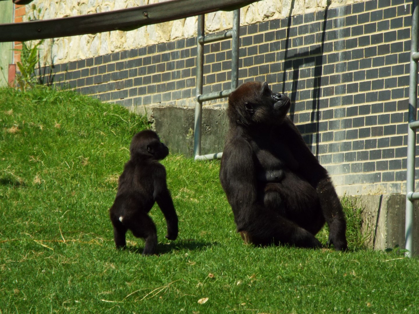 Gorillas - Port Lympne