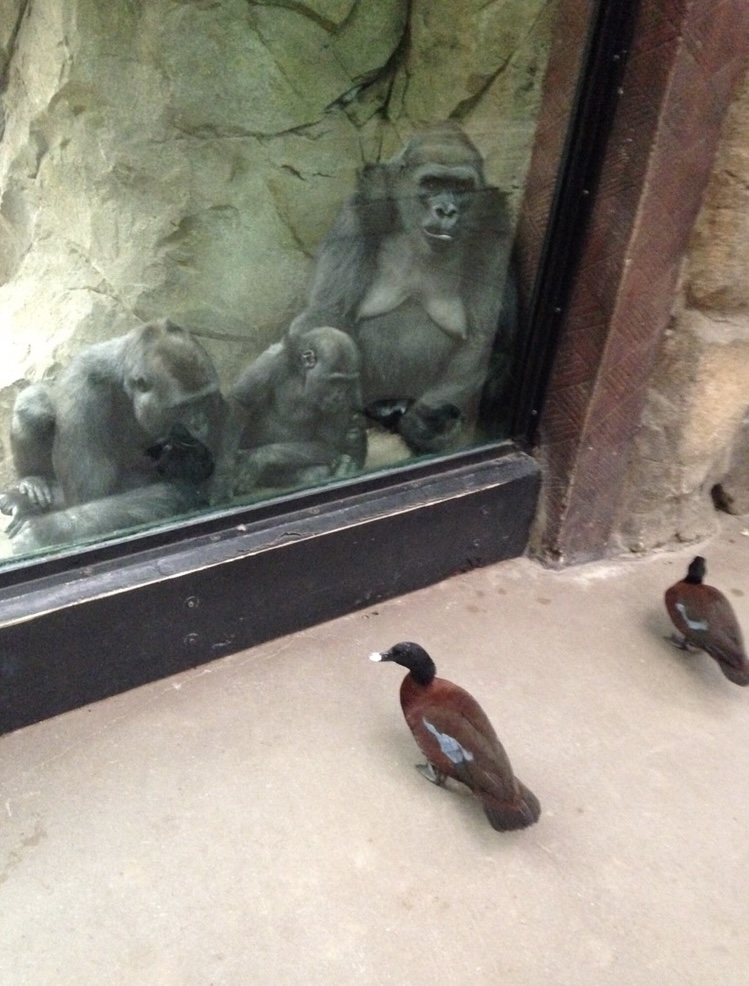 Gorillas Watching Ducks (April 2017)