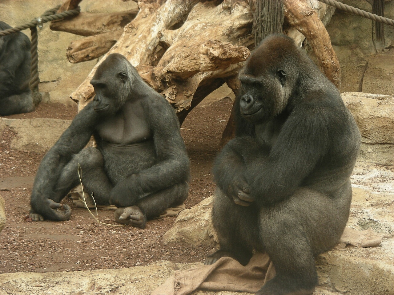 Gorillas Wazungu & Awembe