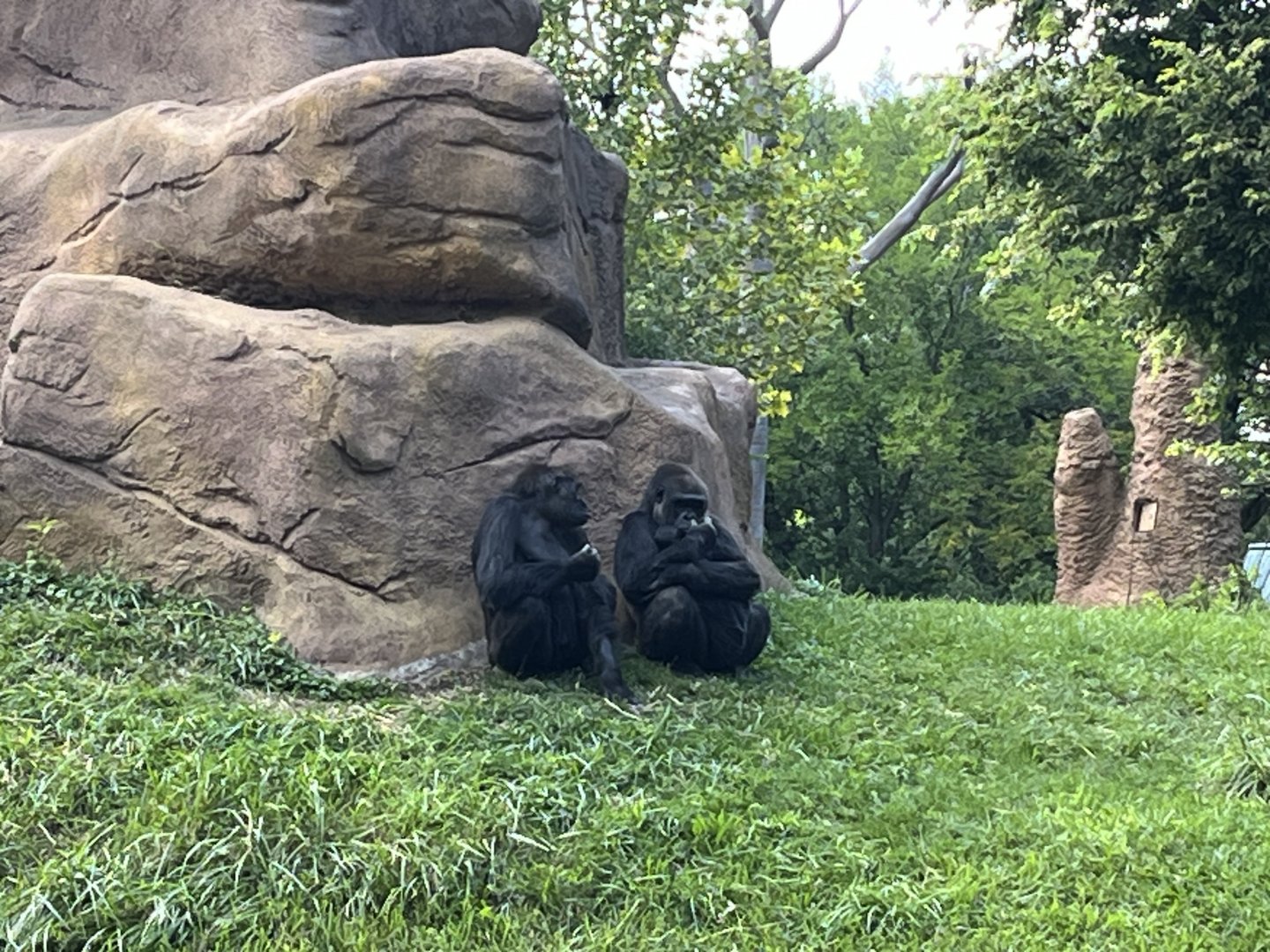Gorillas with baby