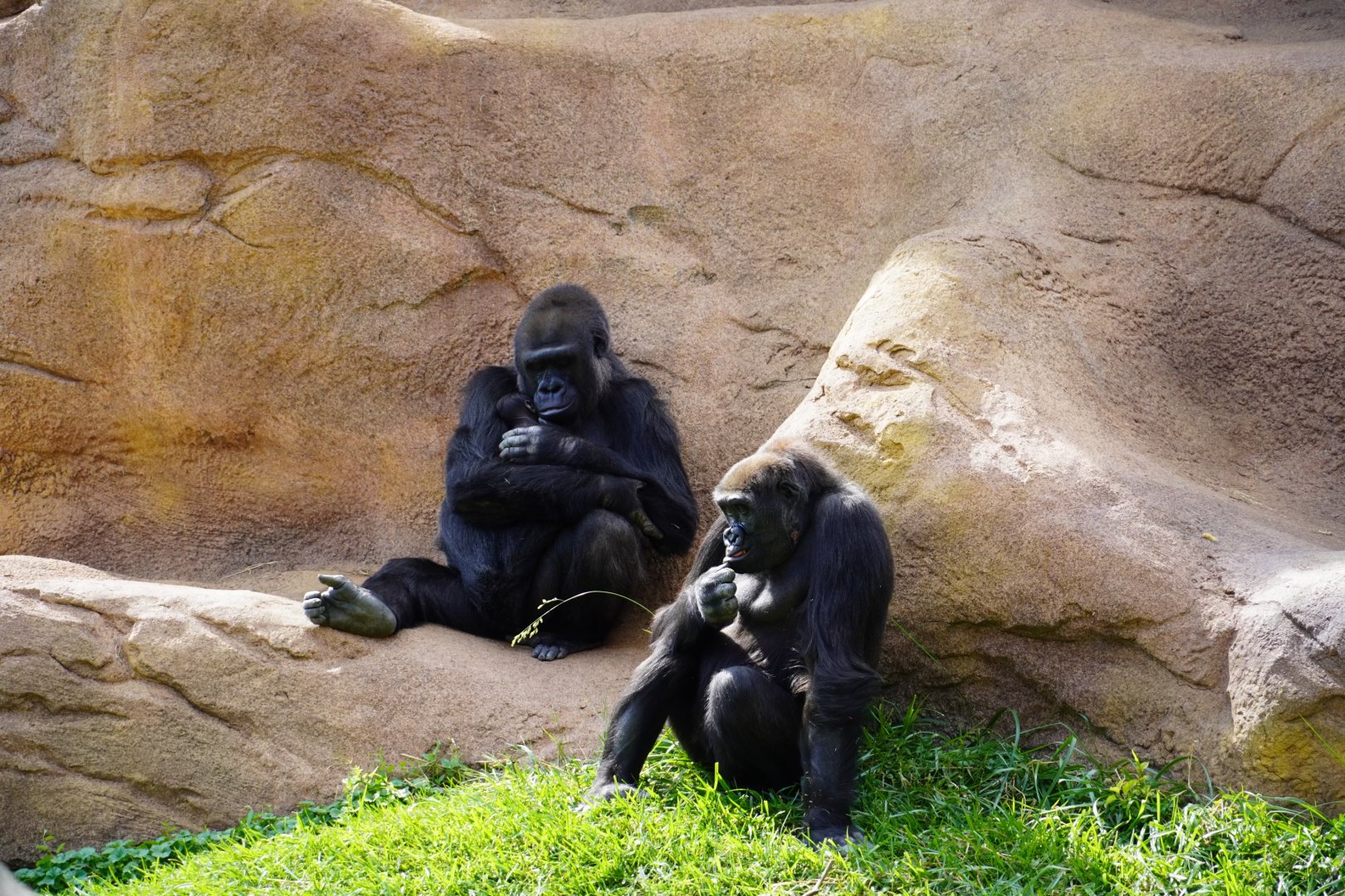 Gorillas with baby
