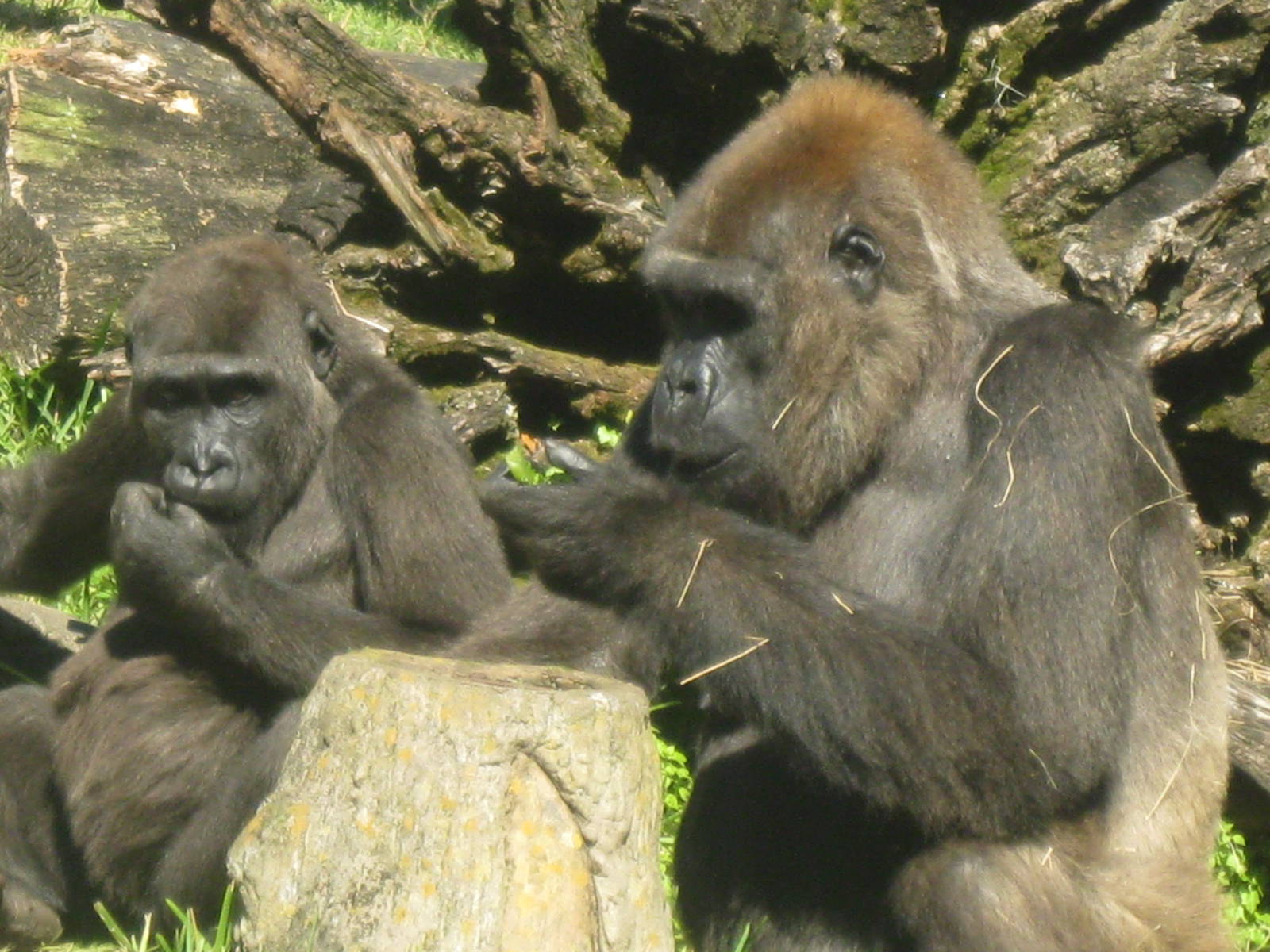 Gorillas with Enrichment