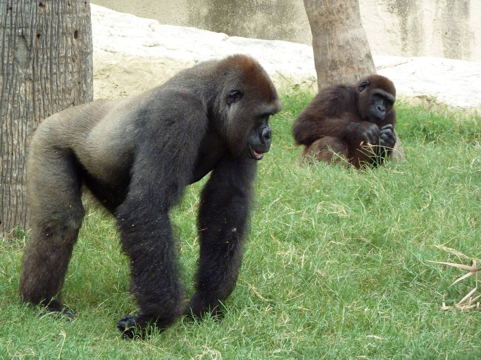 Gorillas