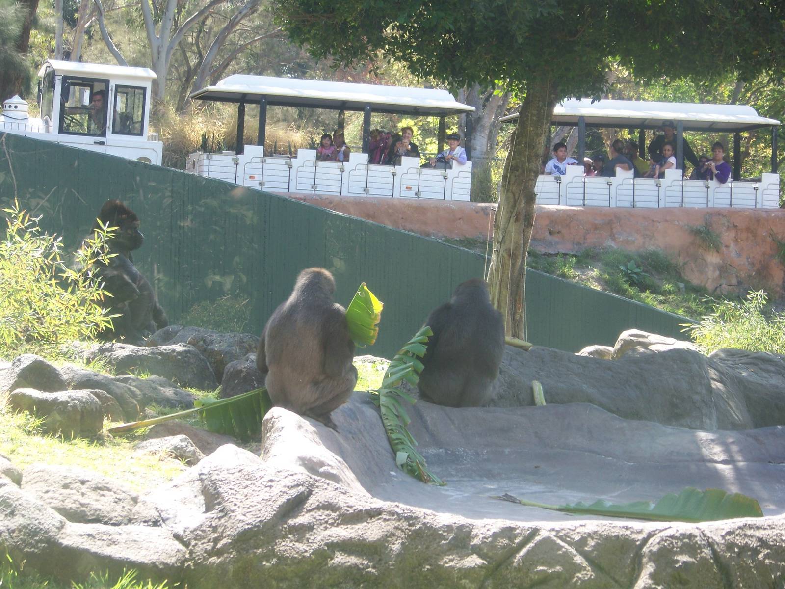 Gorillas