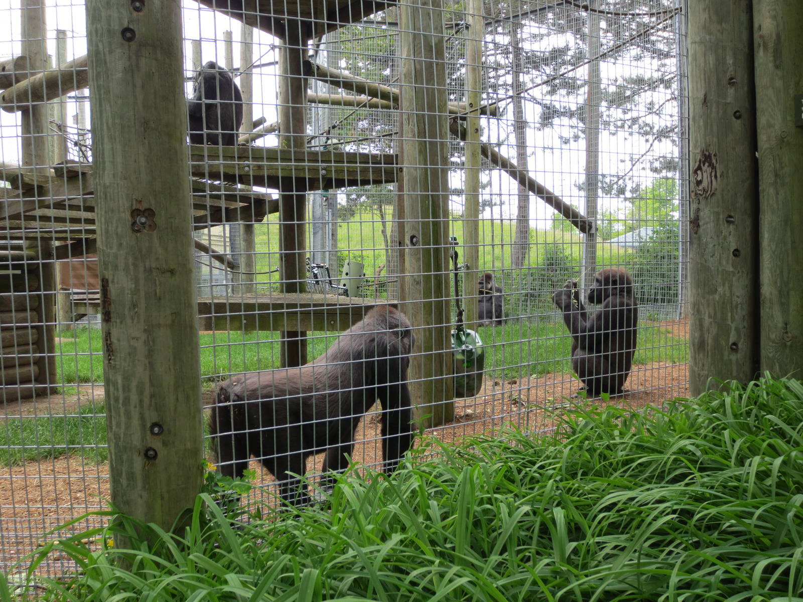 Gorillas