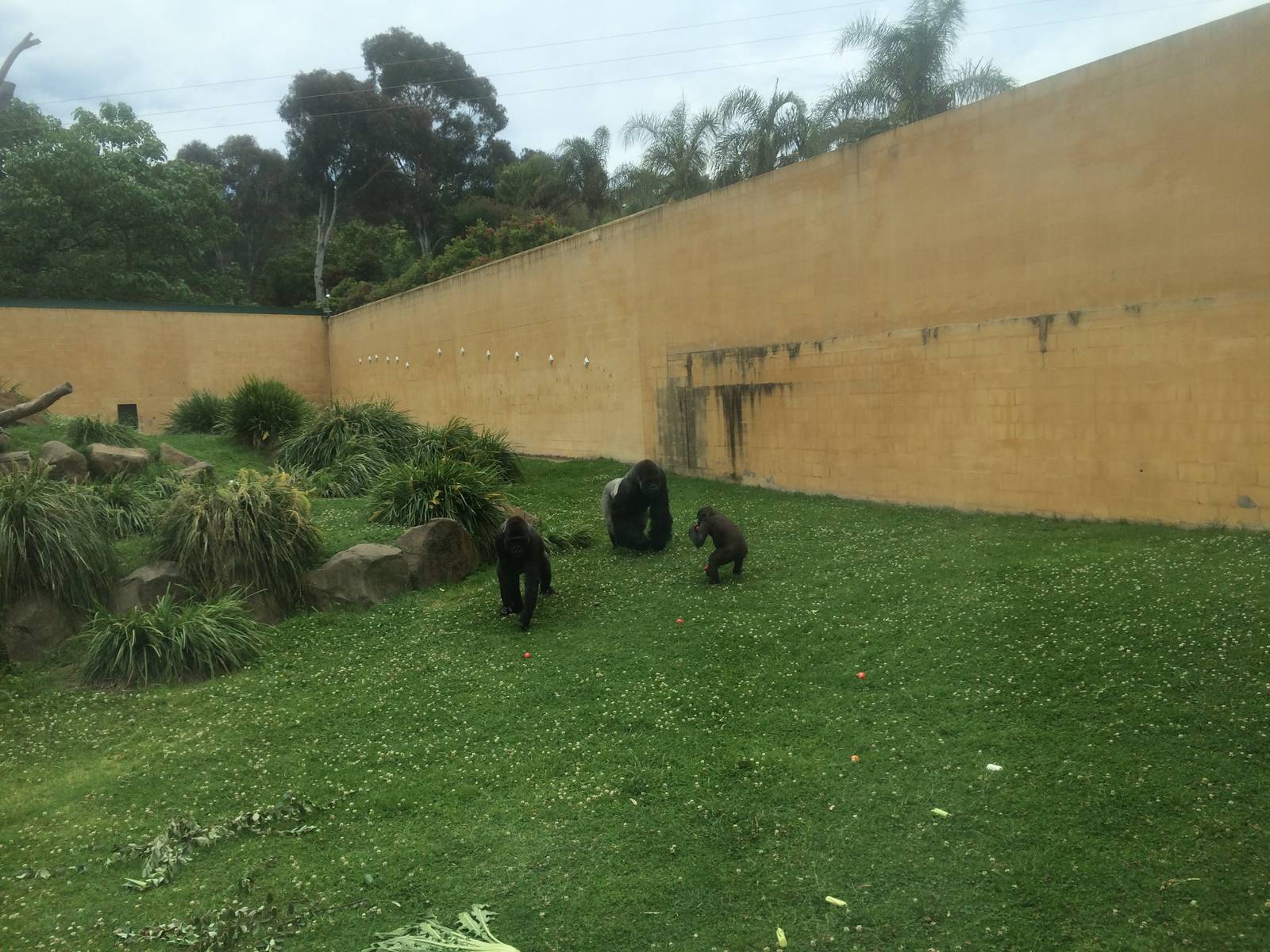 Gorillas