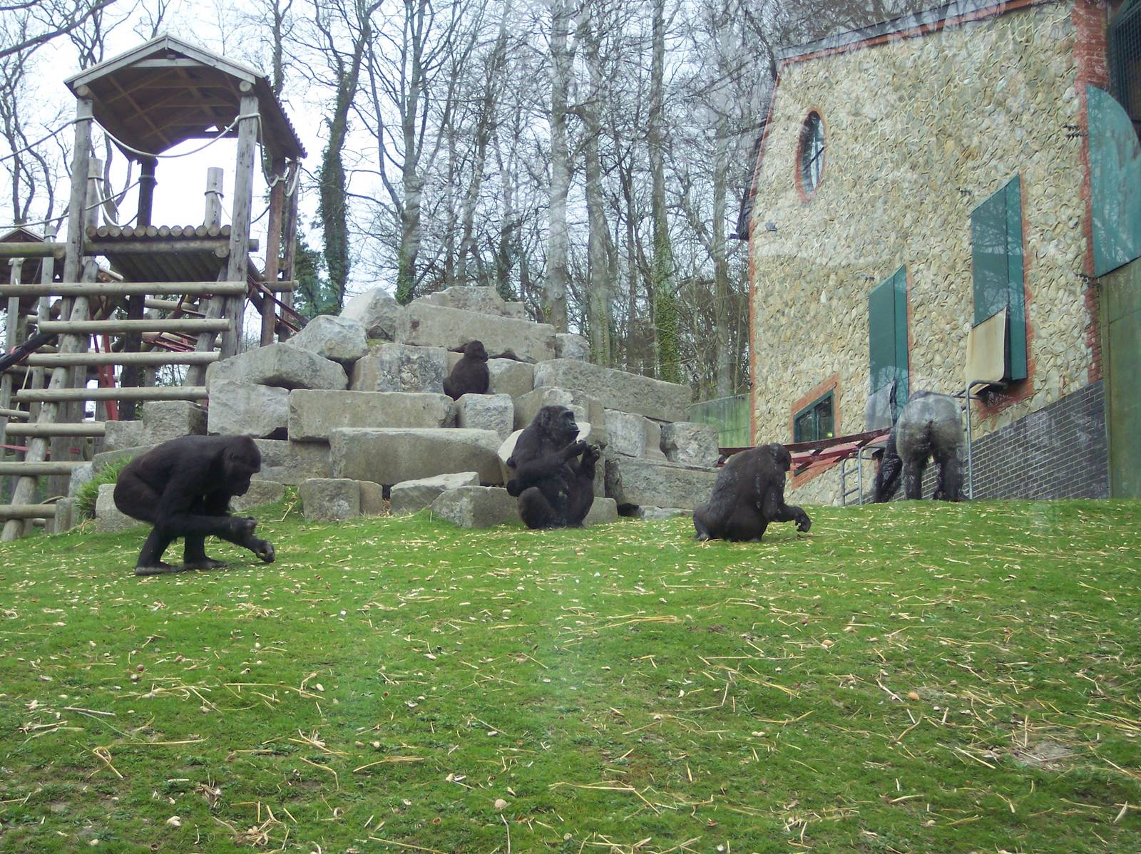 Gorillas