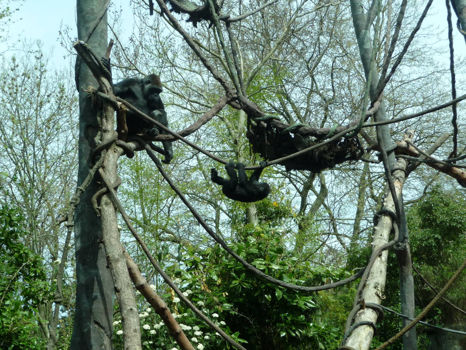 Gorillas