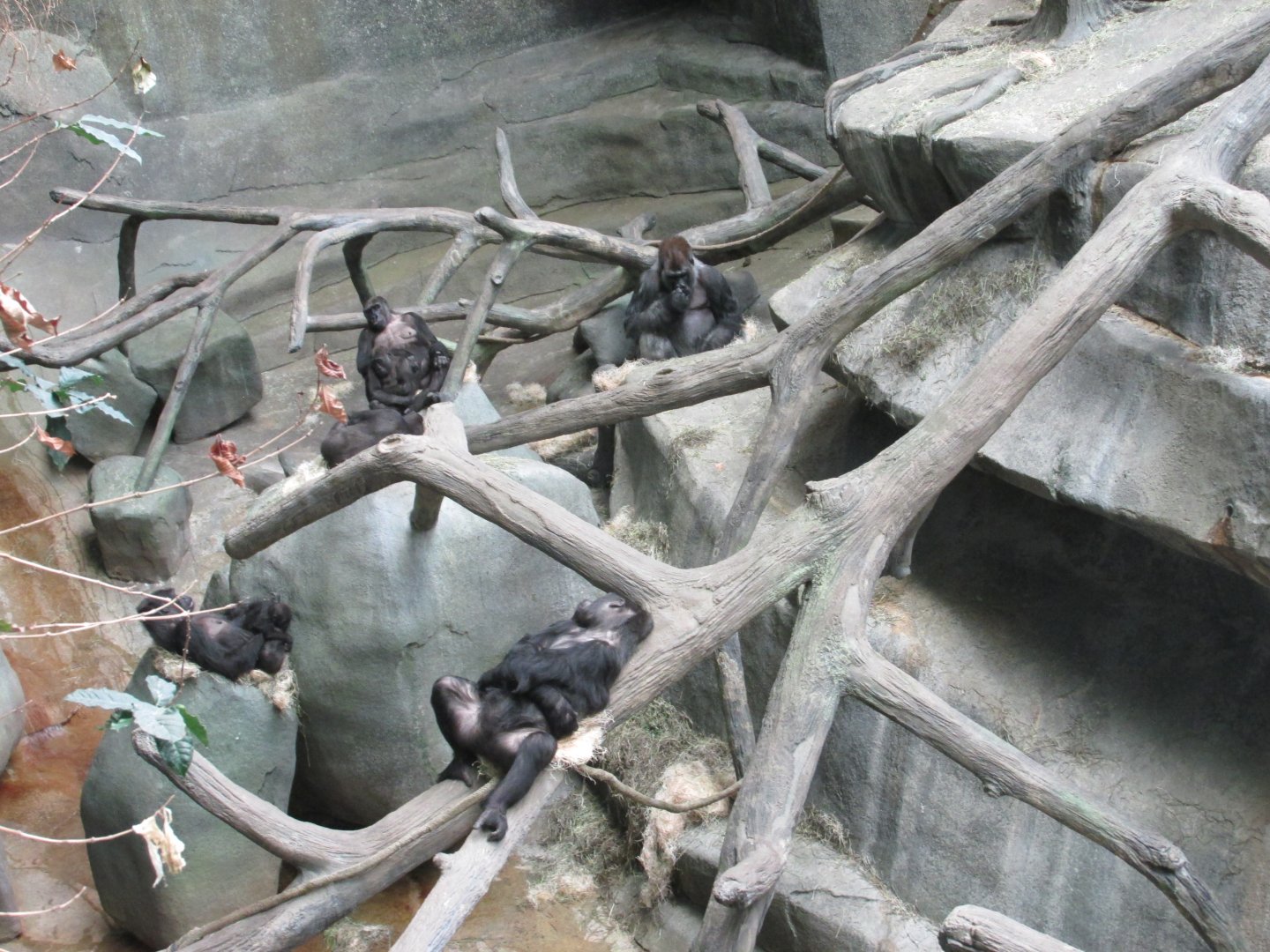 gorillas