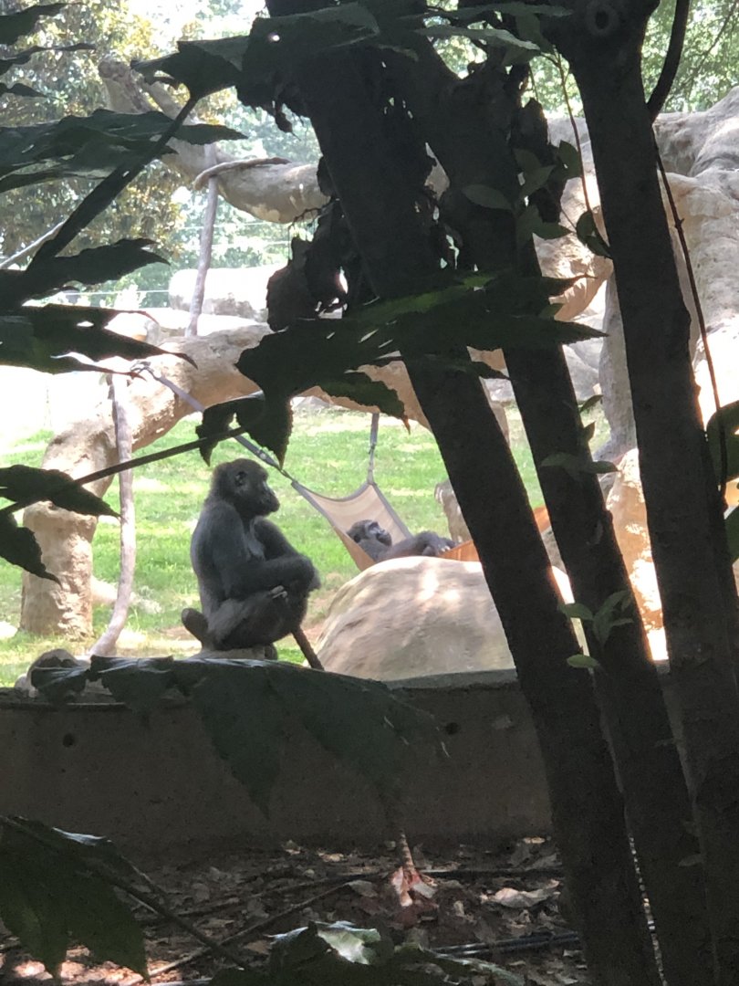 Gorillas