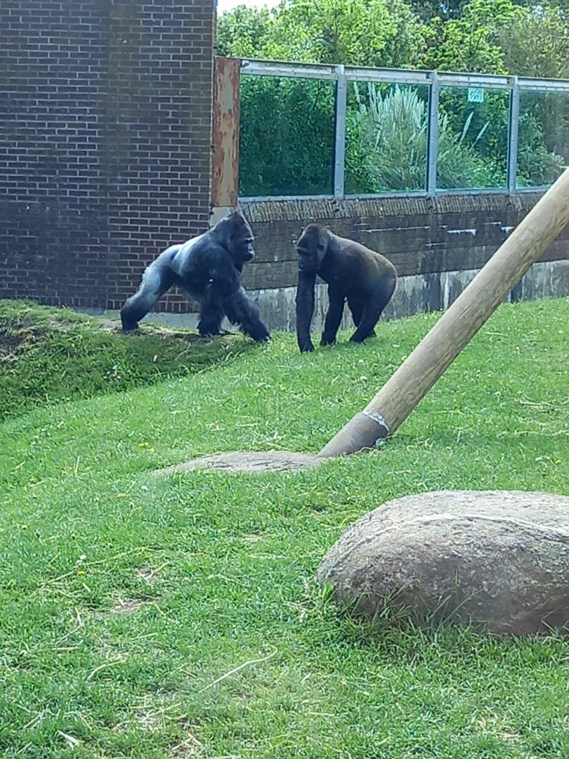 Gorillas