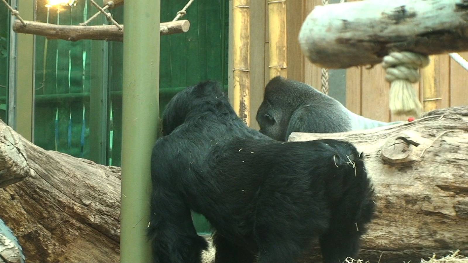 Gorillas