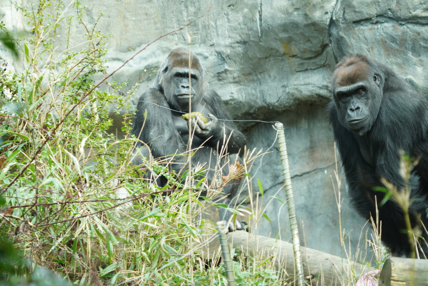 Gorillas