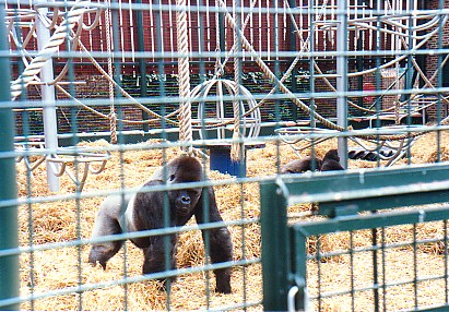 Gorllia Silverback @ Howletts zoo UK  1987