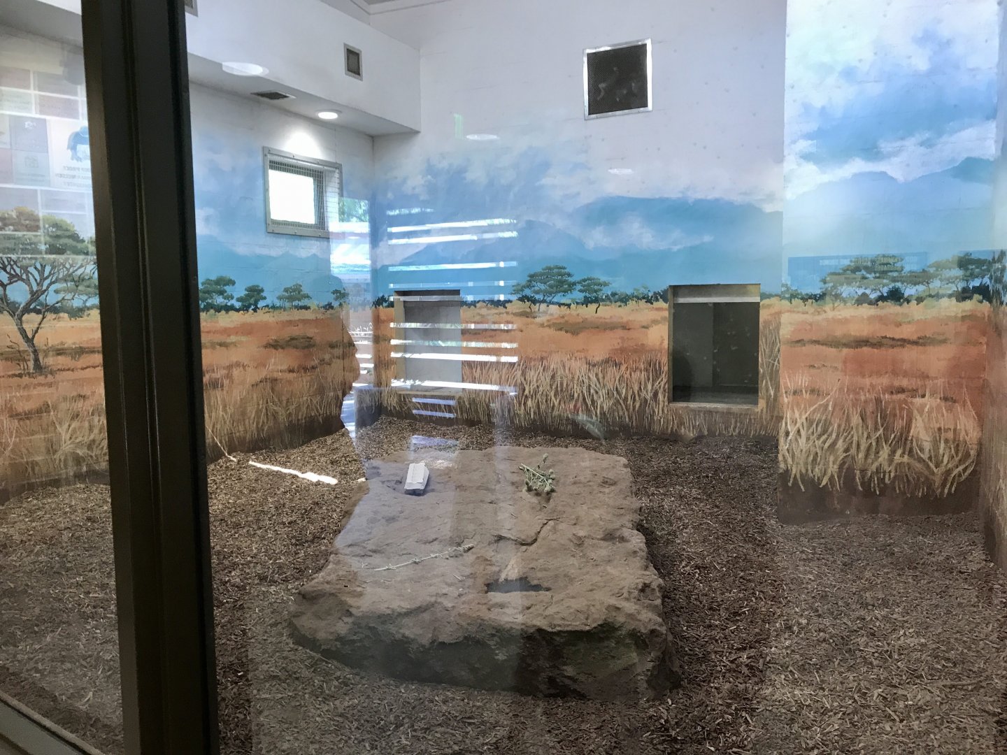 Gorongosa Exhibit - Painted Dog Dayroom
