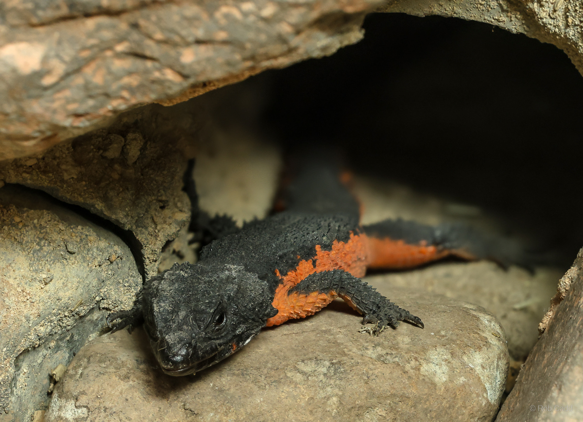 Gorongosa girdled lizard : Chester Zoo : 06 Sep 2025
