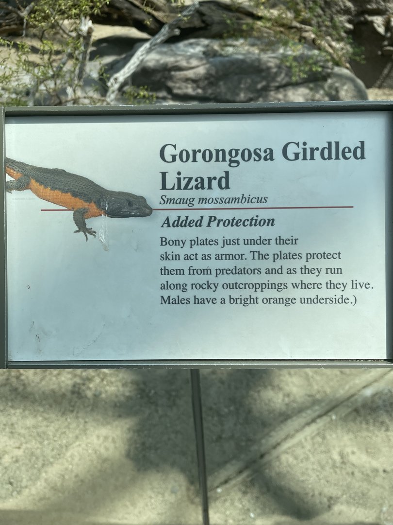Gorongosa Girdled Lizard Signage