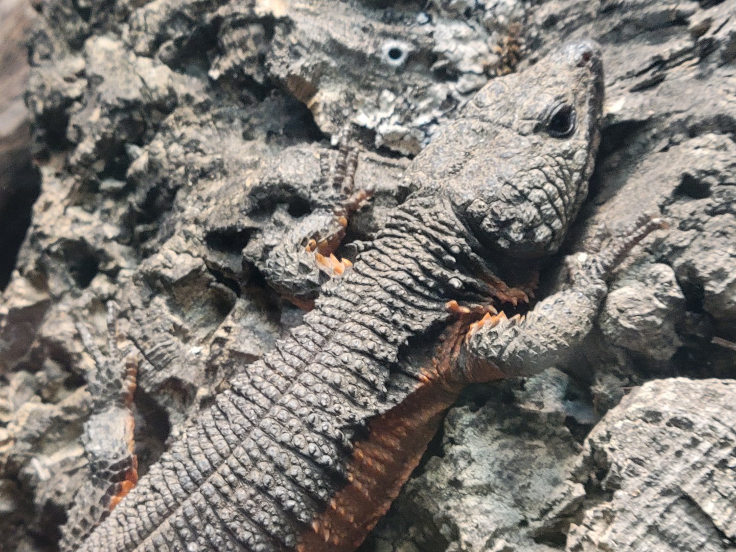 Gorongosa Girdled Lizard(Smaug mossambicus)