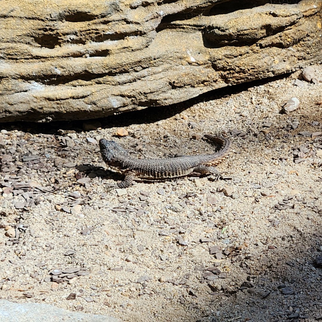 Gorongosa Girdled Lizard (Smaug mossambicus)