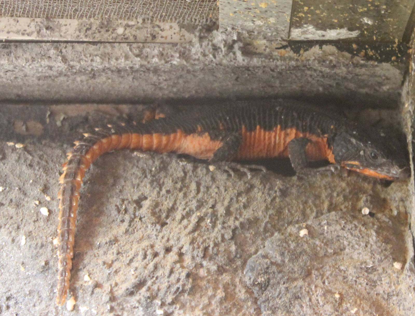 Gorongosa girdled lizard