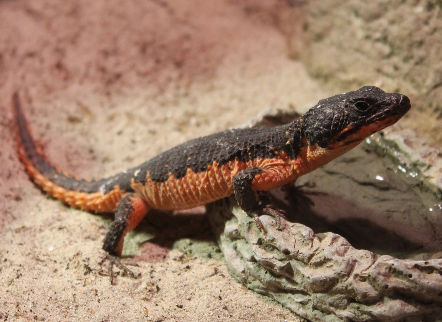 Gorongosa girdled lizard