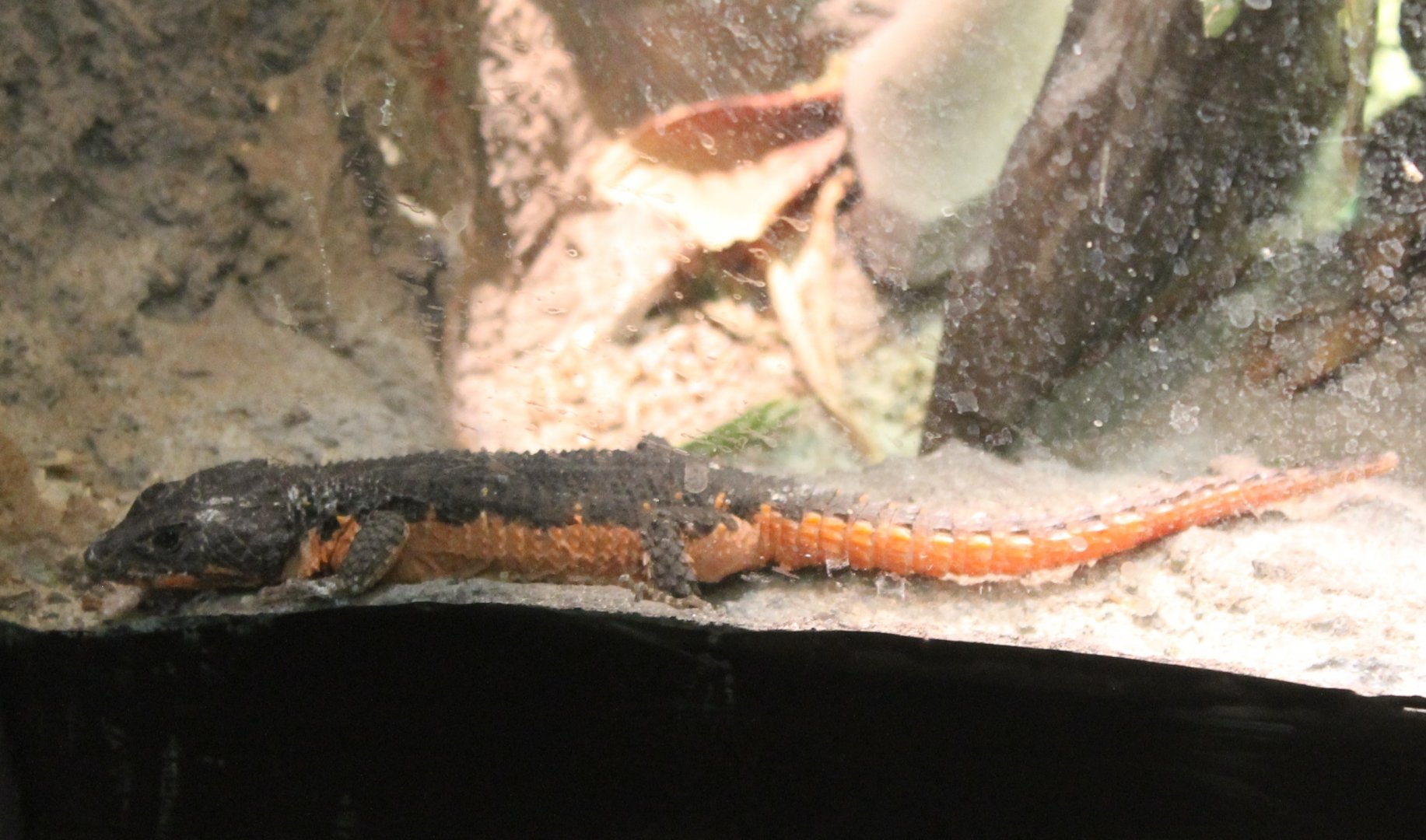 Gorongosa girdled lizard