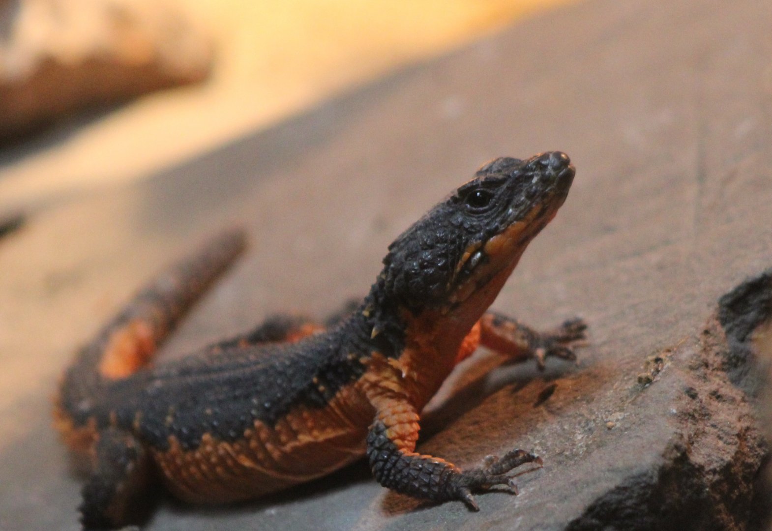 Gorongosa girdled lizard