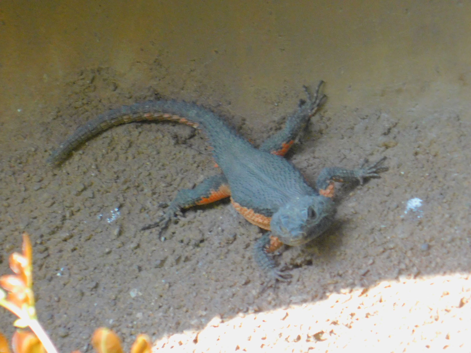 Gorongosa Girdled Lizard