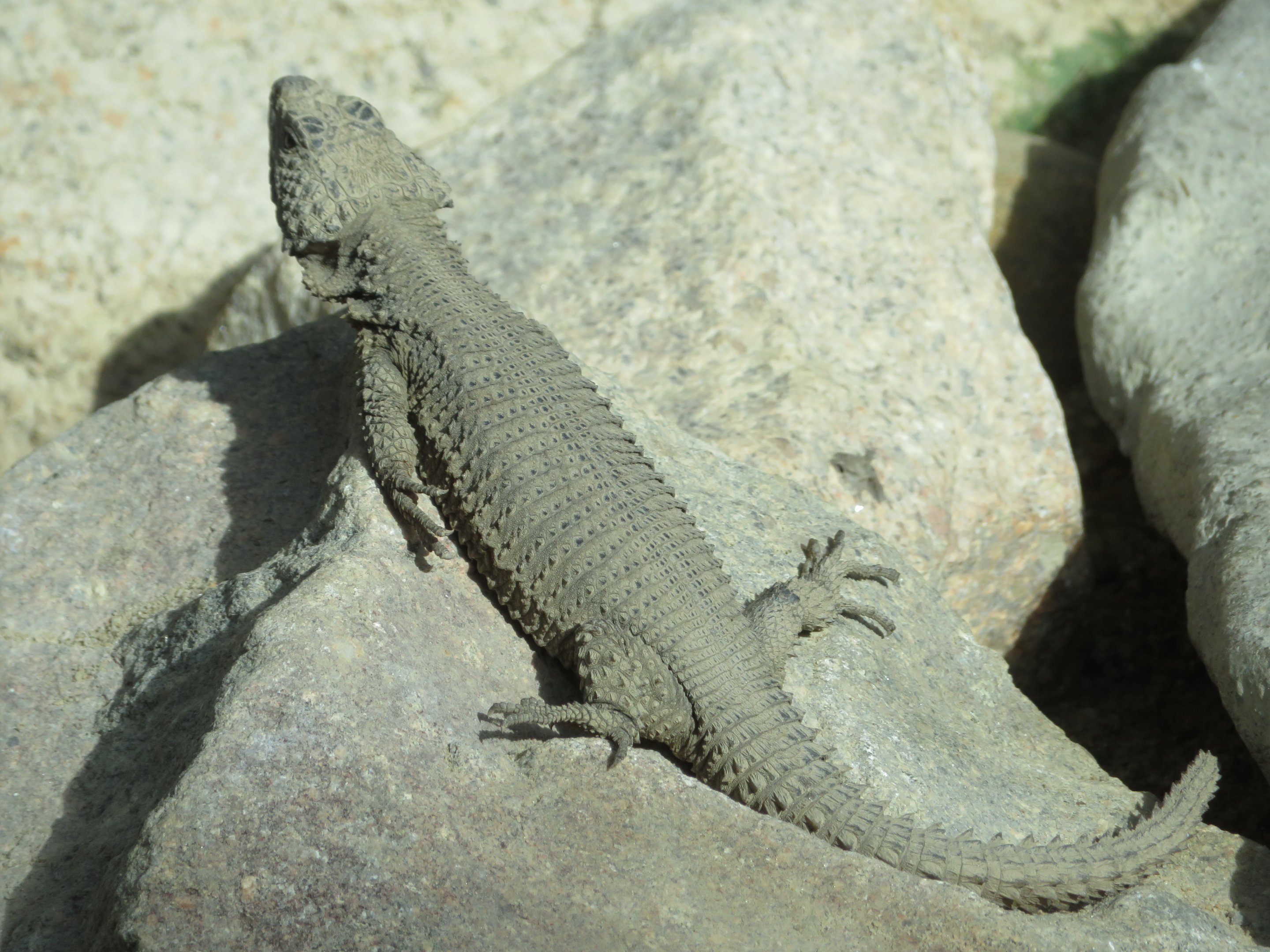 Gorongosa Girdled Lizard