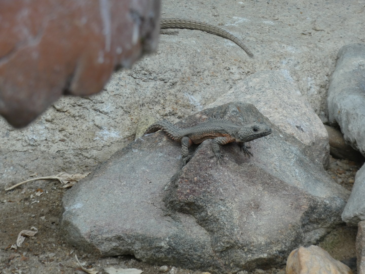 Gorongosa Girdled Lizard